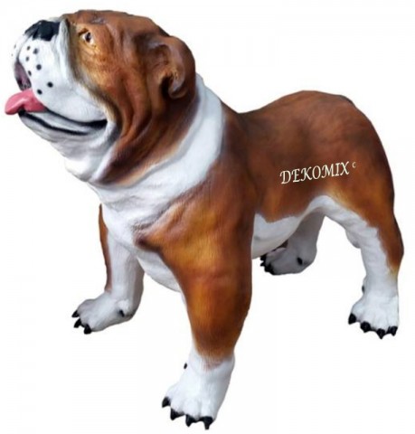 Englische Bulldogge